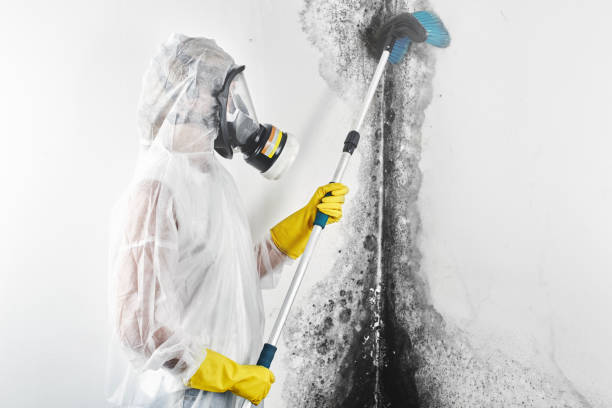 Reliable Vicksburg, MI Mold Removal Solutions