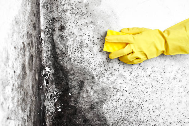 Best Mold Damage Restoration  in Vicksburg, MI