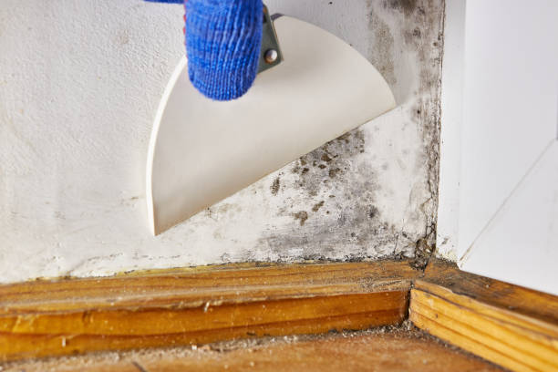 Forensic Mold Investigation in Vicksburg, MI